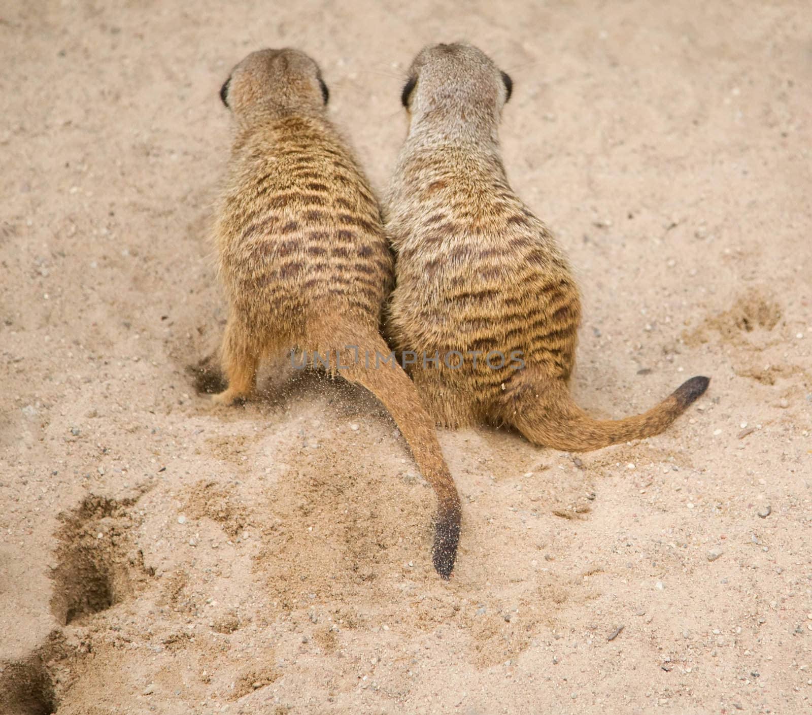 Suriсat (Suricata suricatta)