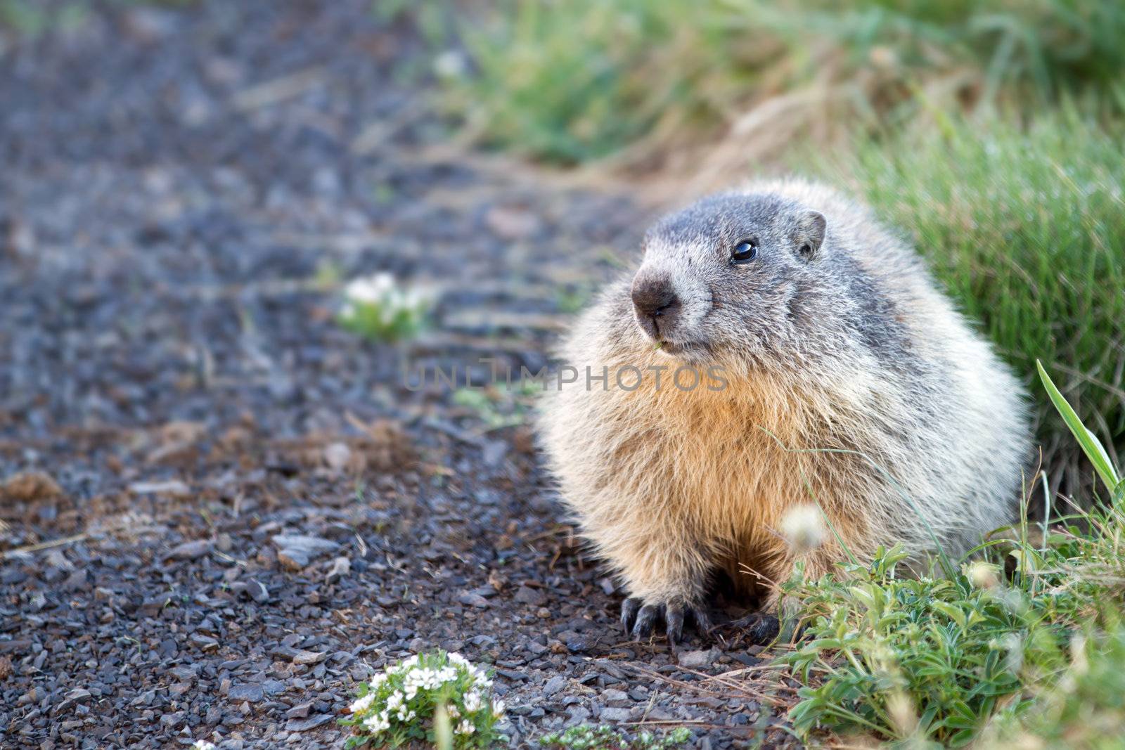 marmot in the alps