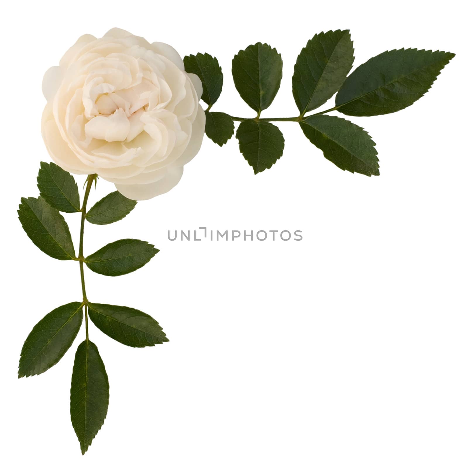 Sprig of tea-rose on the white background