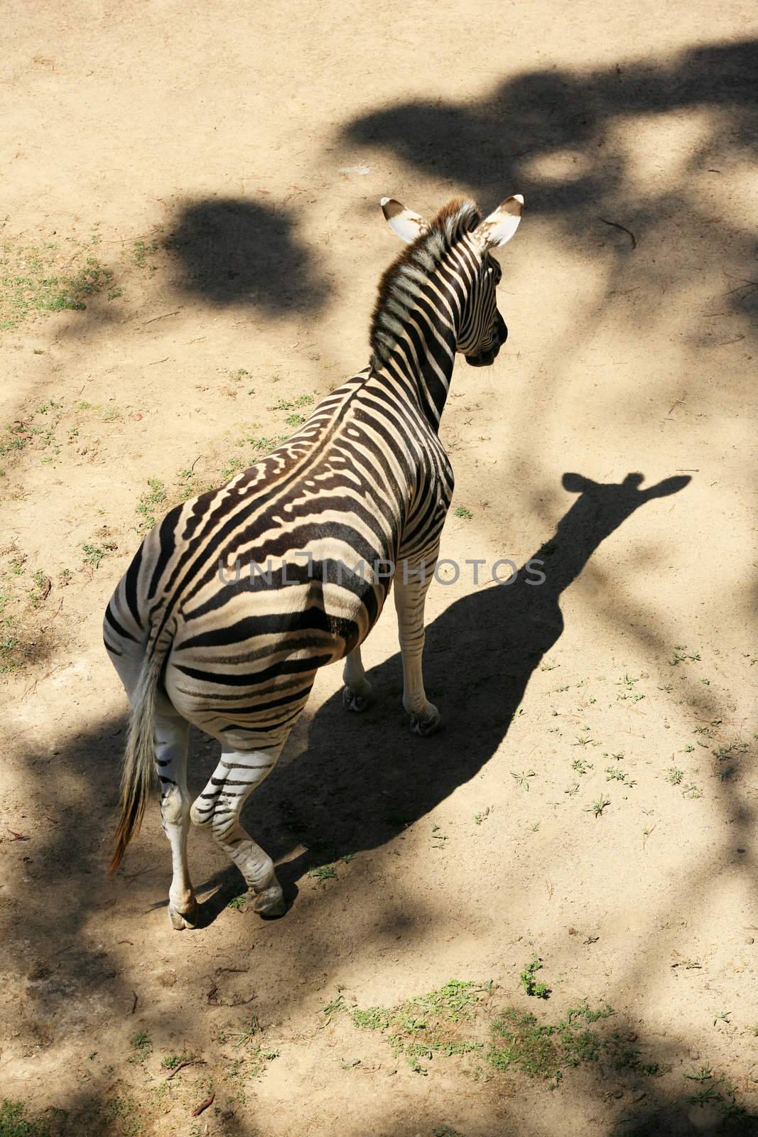 Sad zebra with the shadow