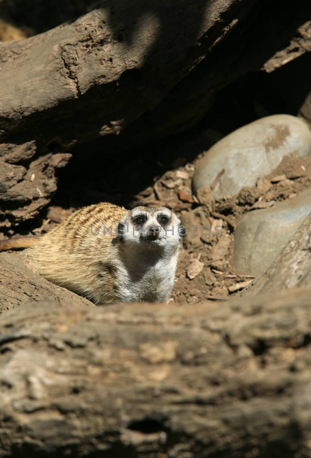 Suricate looked from a hole. Zoo in New Zealand