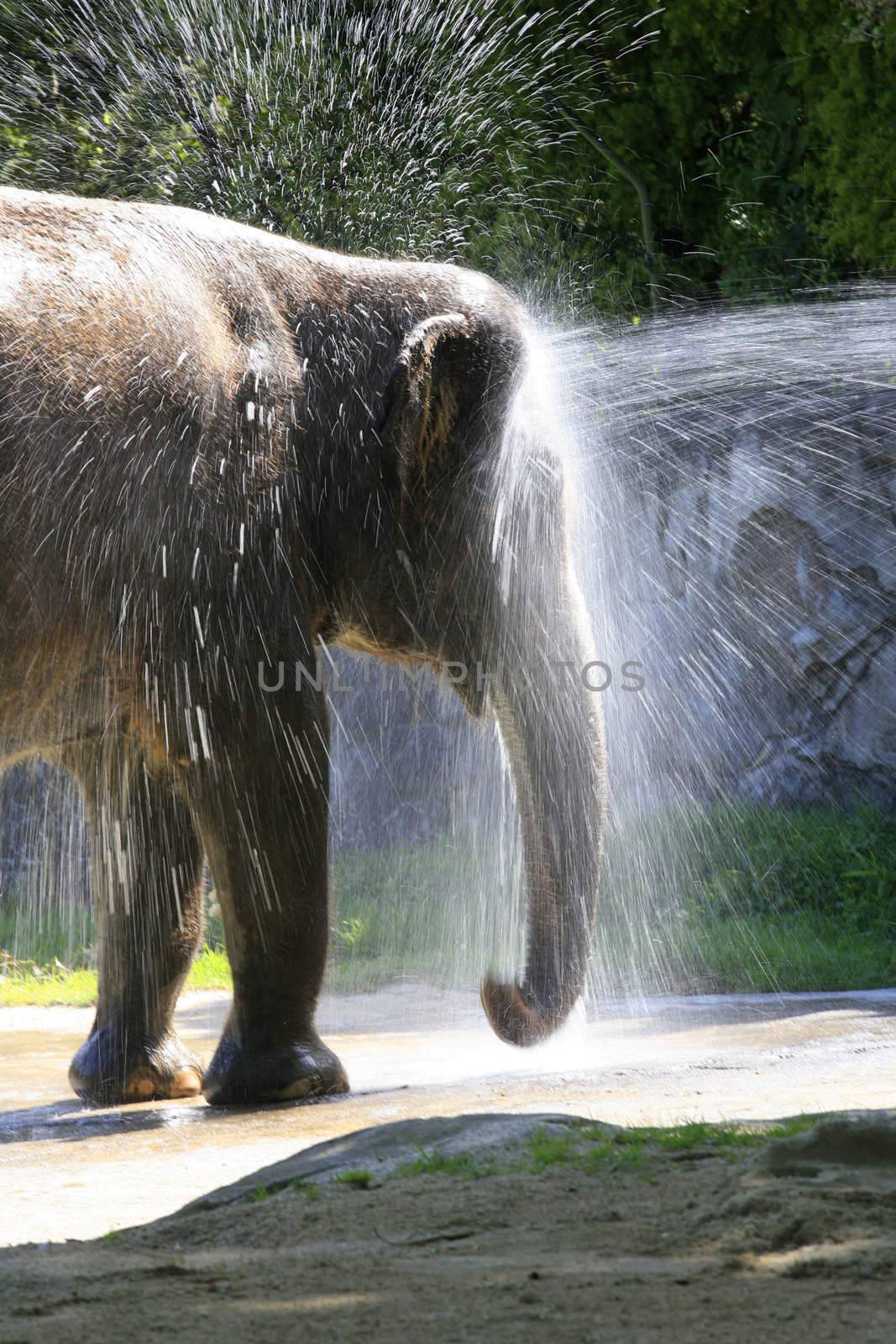 The elephant bathes in water. Zoo in New Zealand