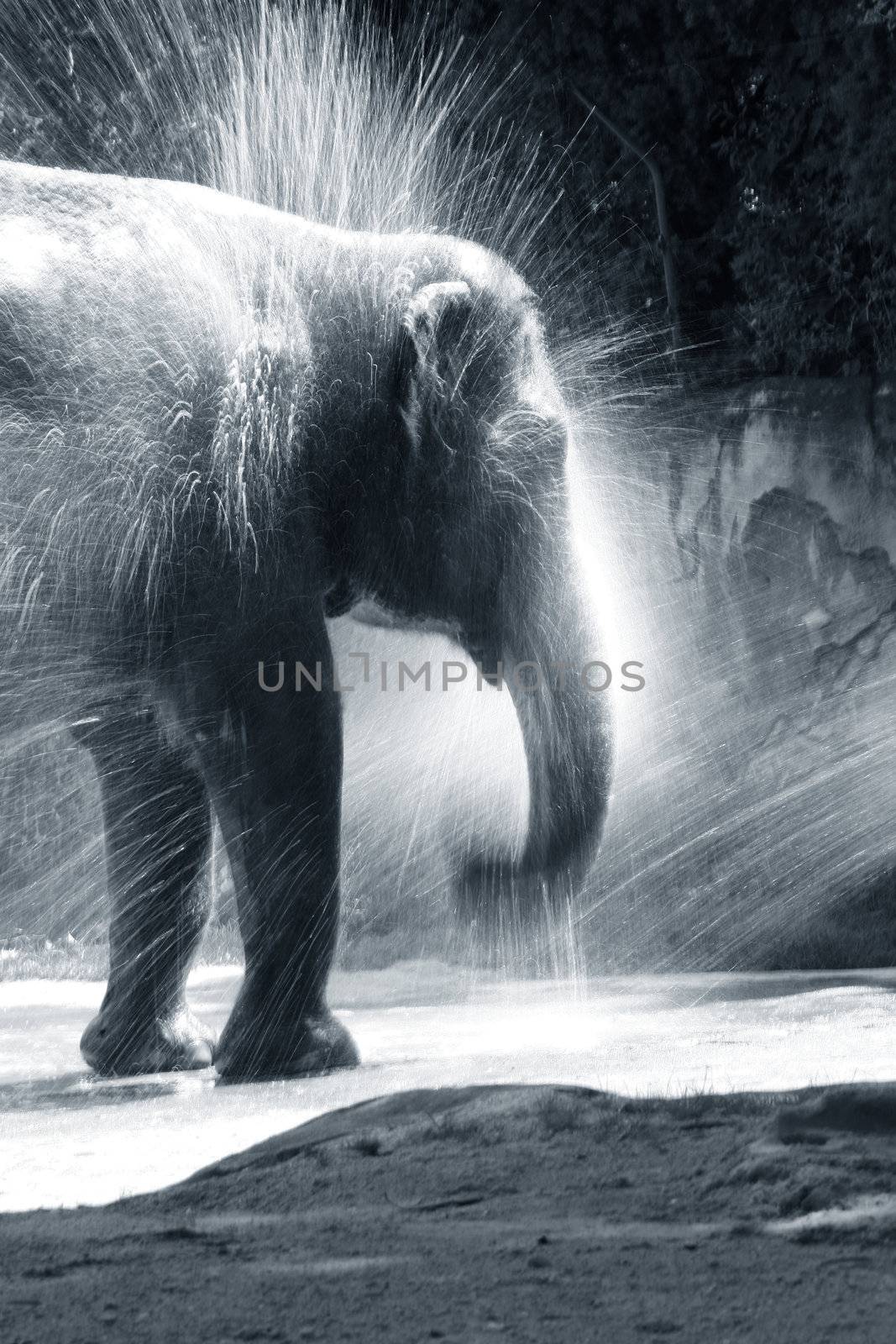 The elephant bathes in water. Zoo in New Zealand