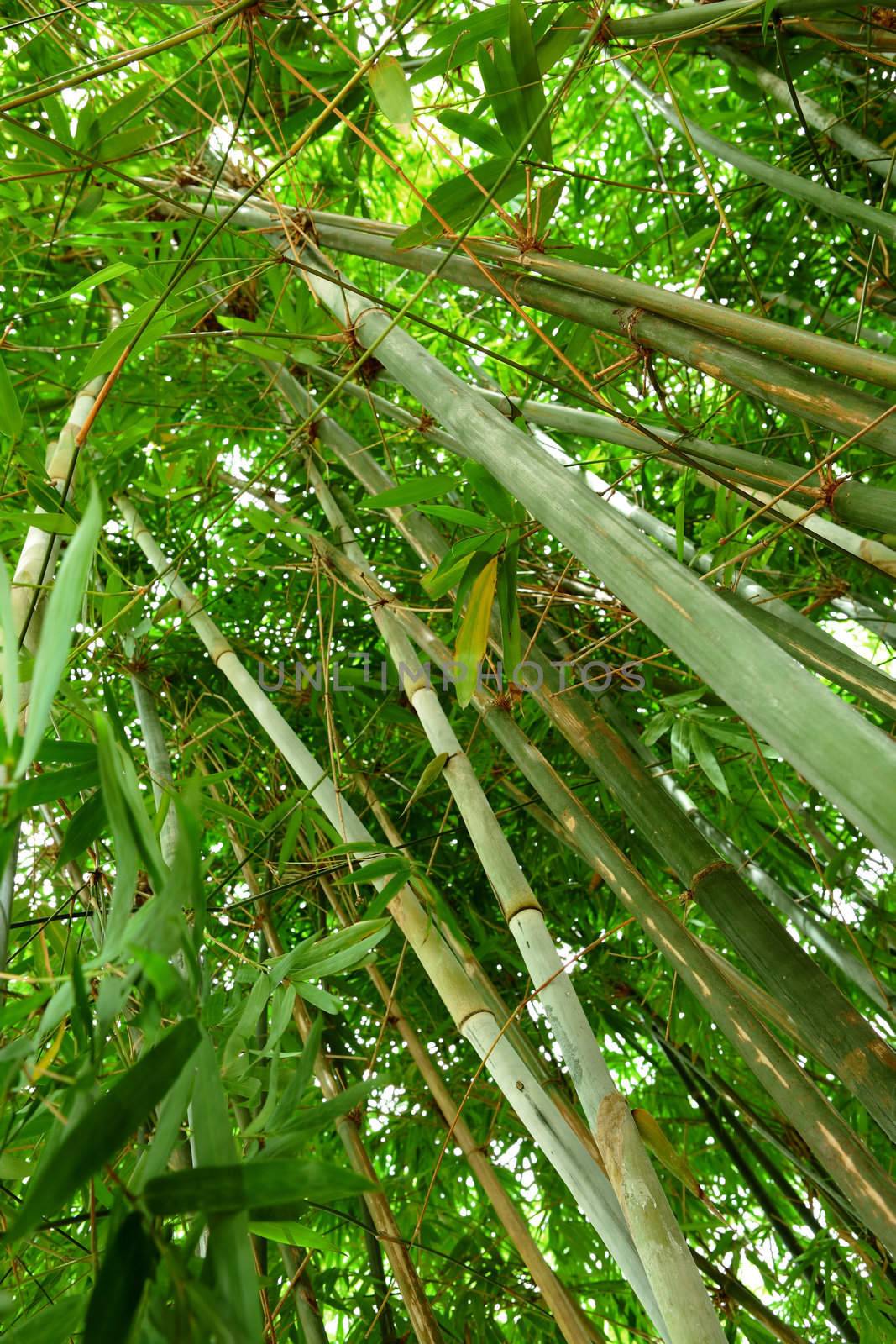 bamboo forest