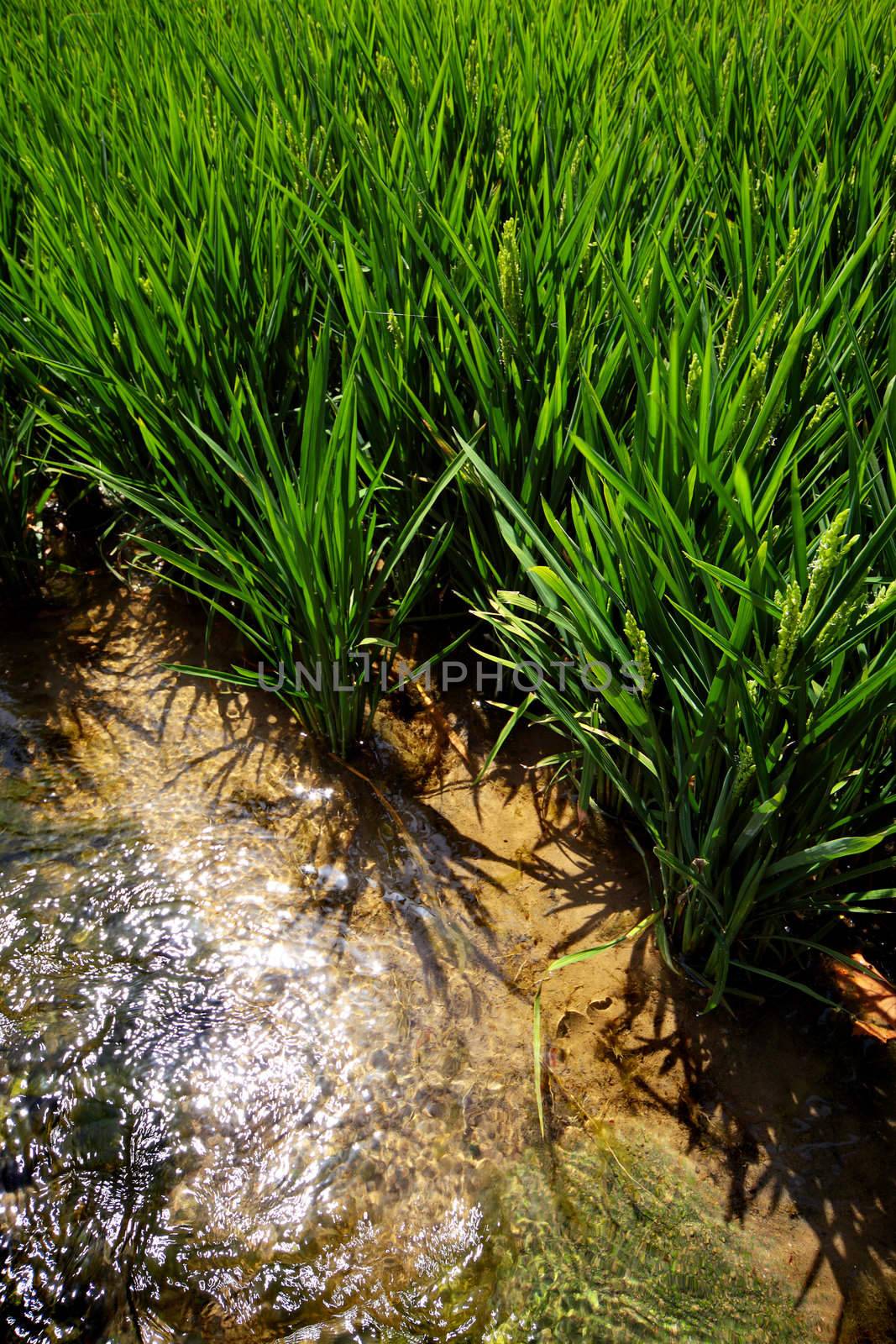 Rice at the edge of a Paddy Field in Tarragona, Spain