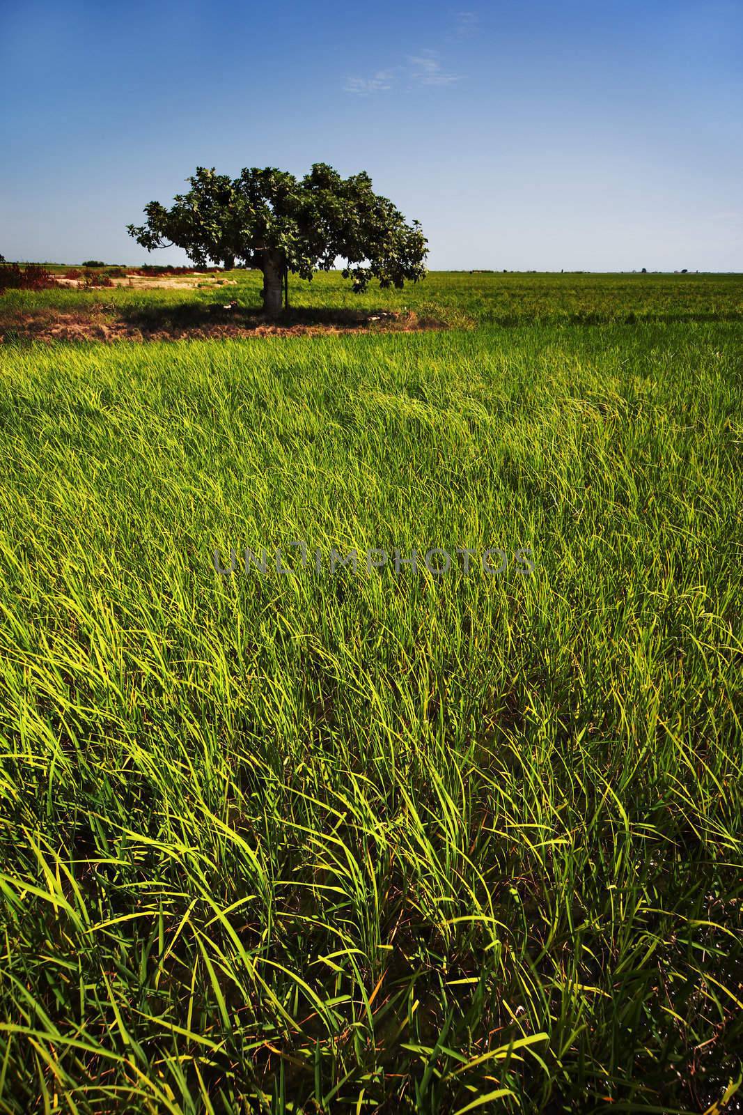 Rice paddy crops in Tarragona, Spain