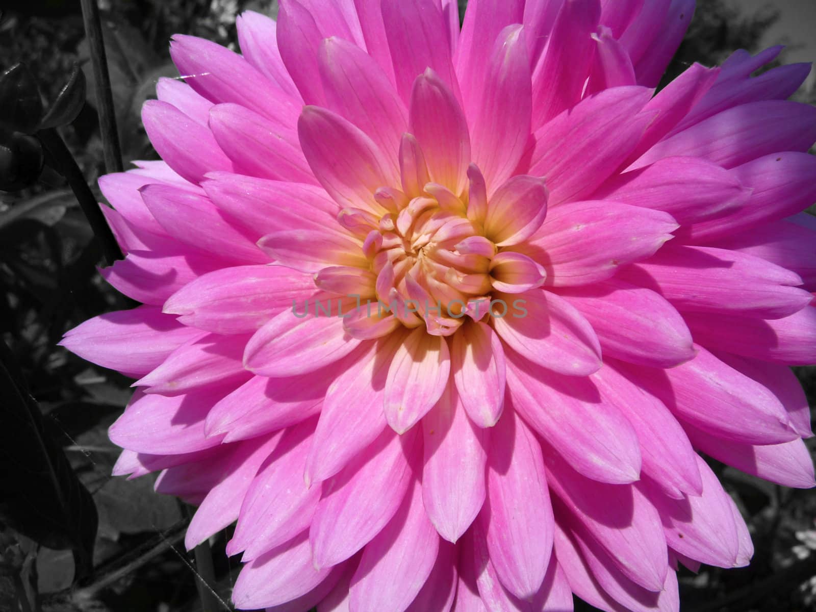 
A pink Dahlia flower in bloom.