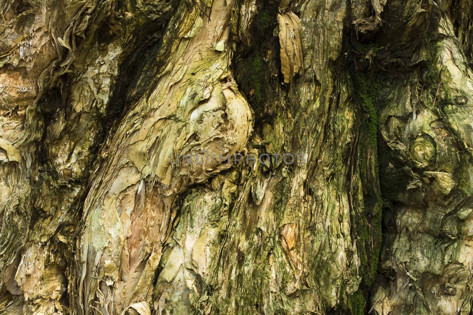 wood background for background use
