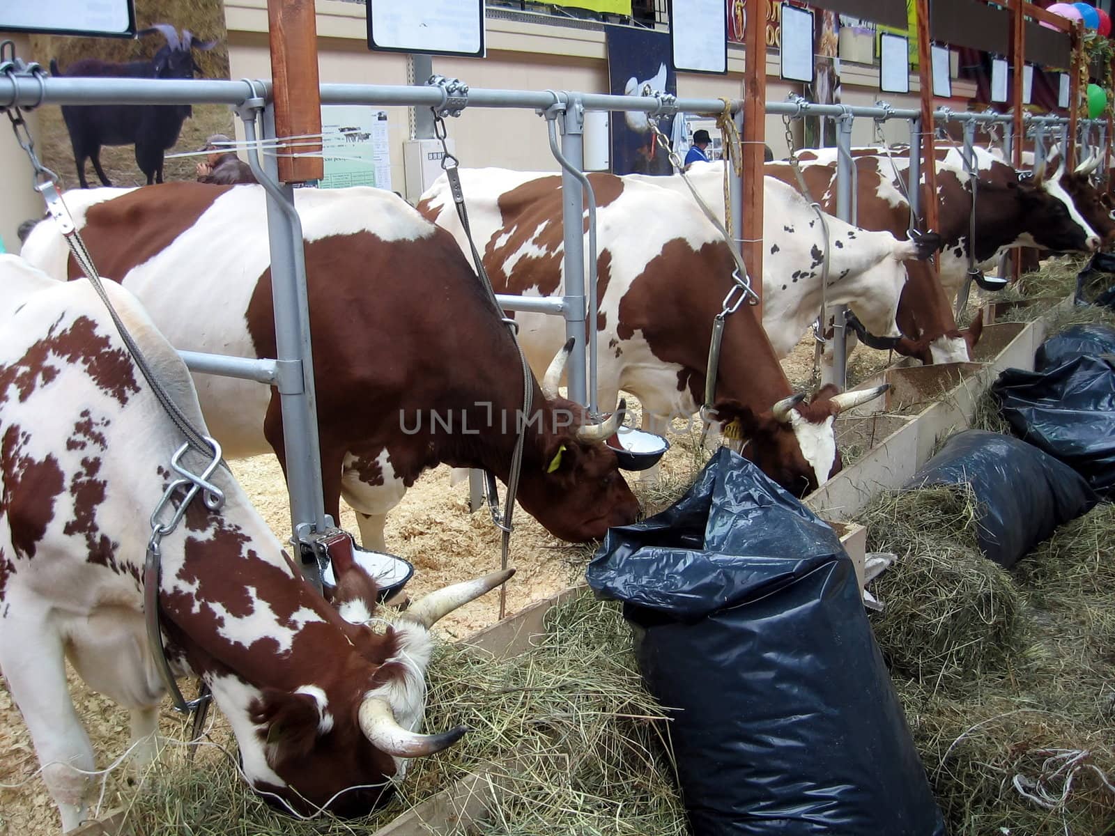 Line of various cows at the farm exhibition