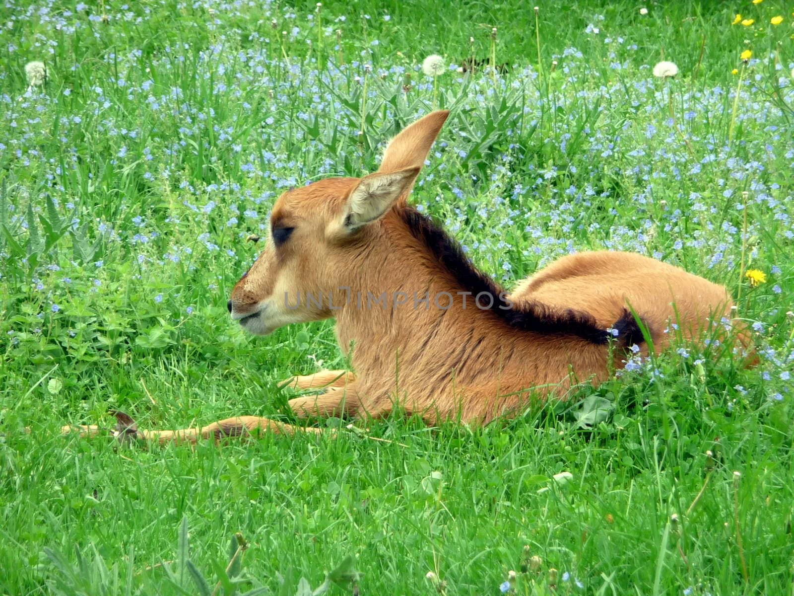 Antelope kid on lawn by tomatto