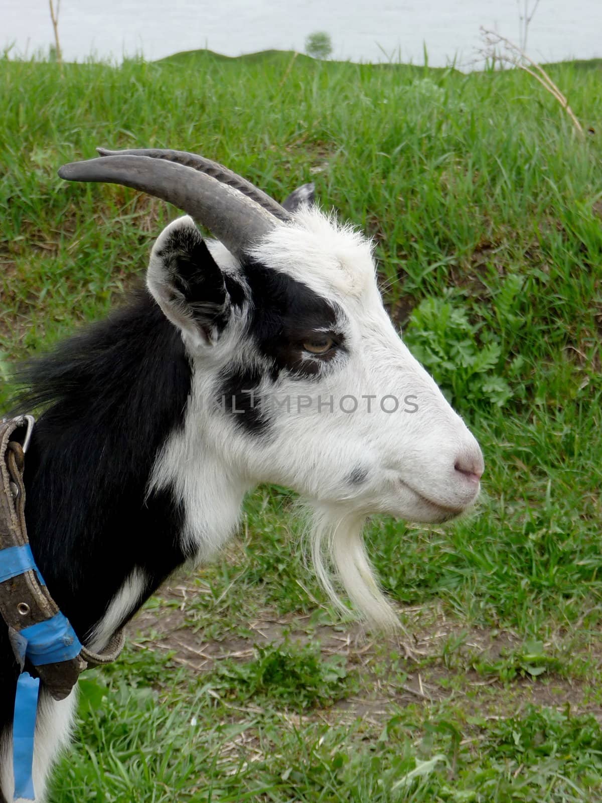White goat on a background of green field with river