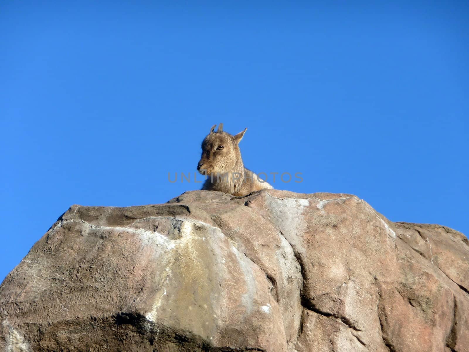 Goat on rock by tomatto