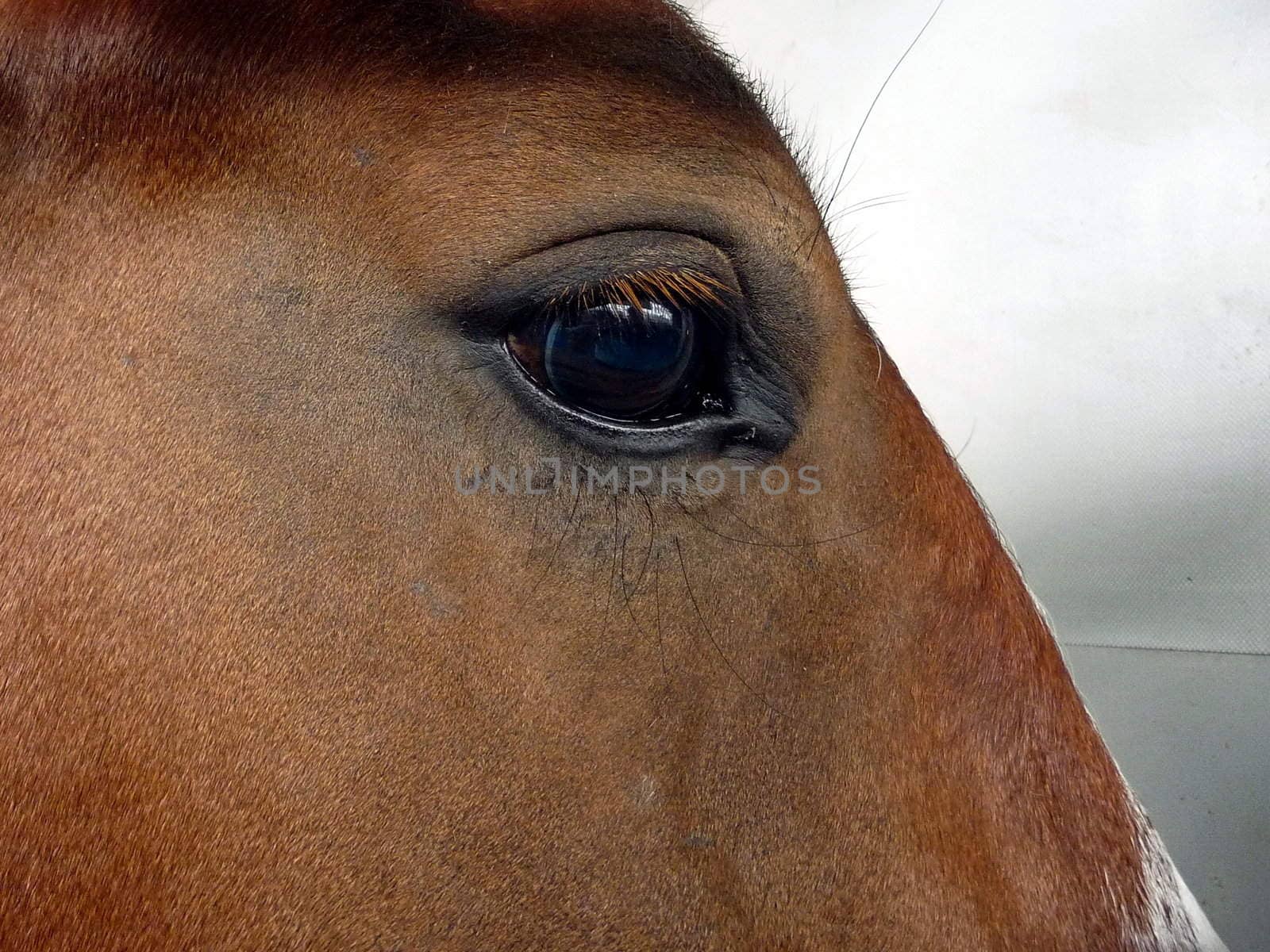 Large eye of the kind brown horse