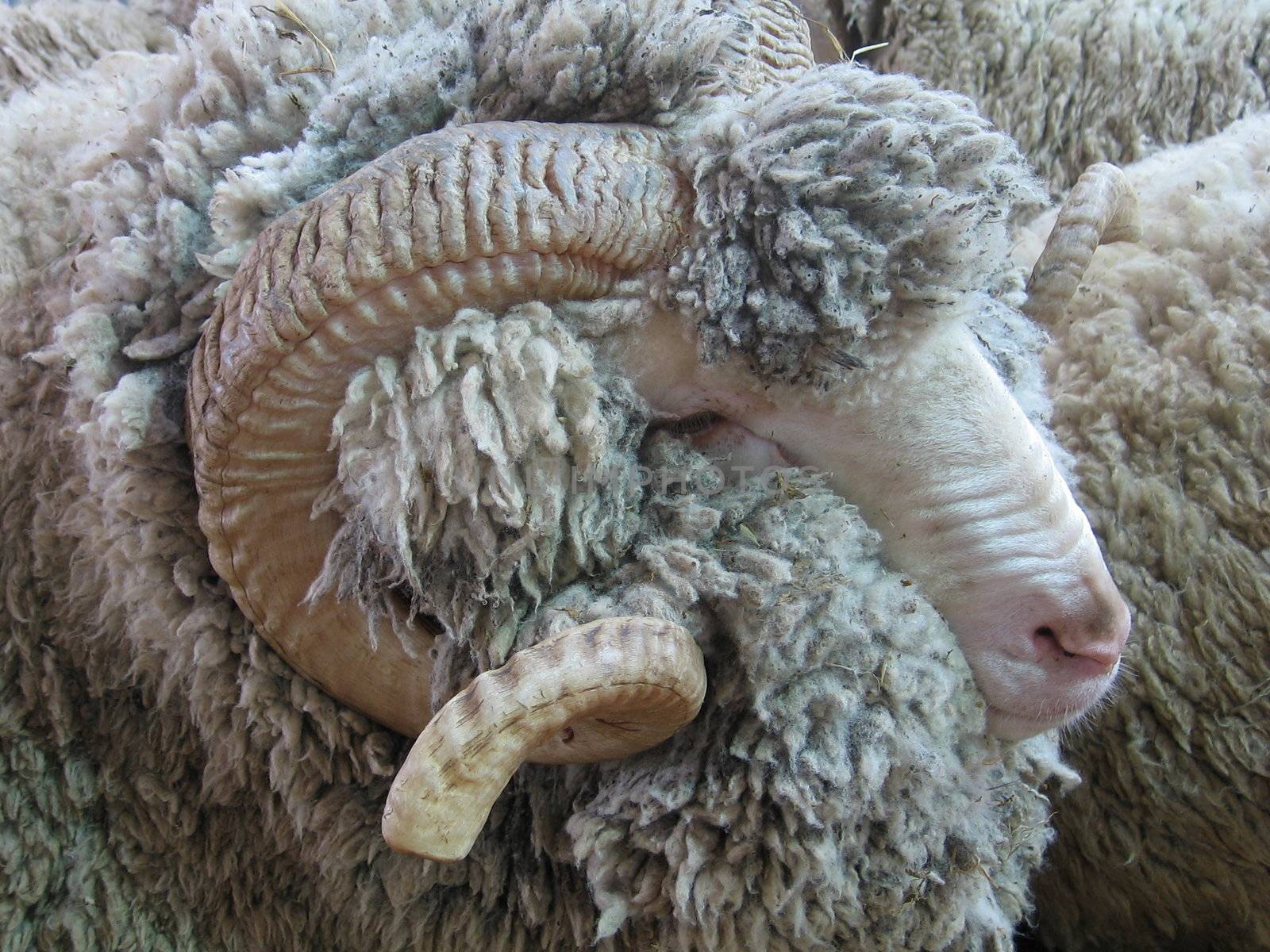 Fuzzy cute sheep at the farm exhibition