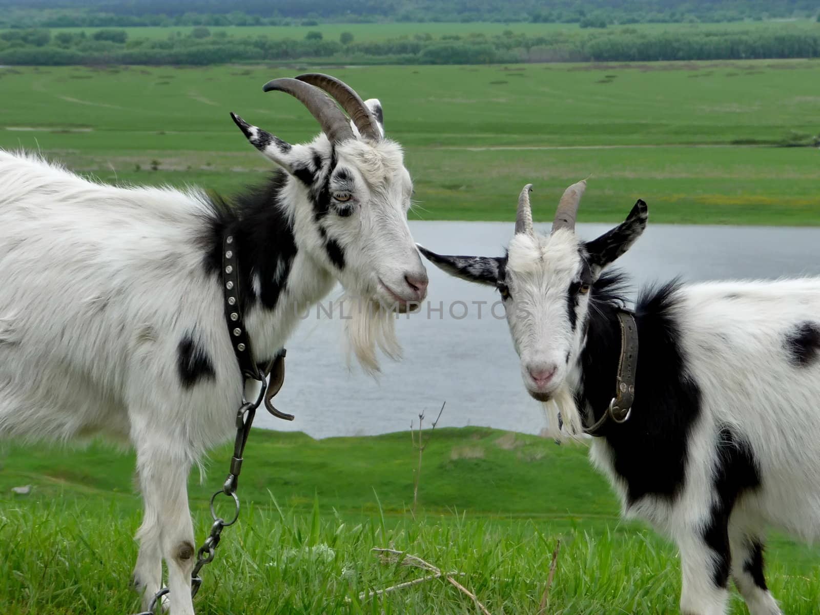 Two goats on a background of field with river