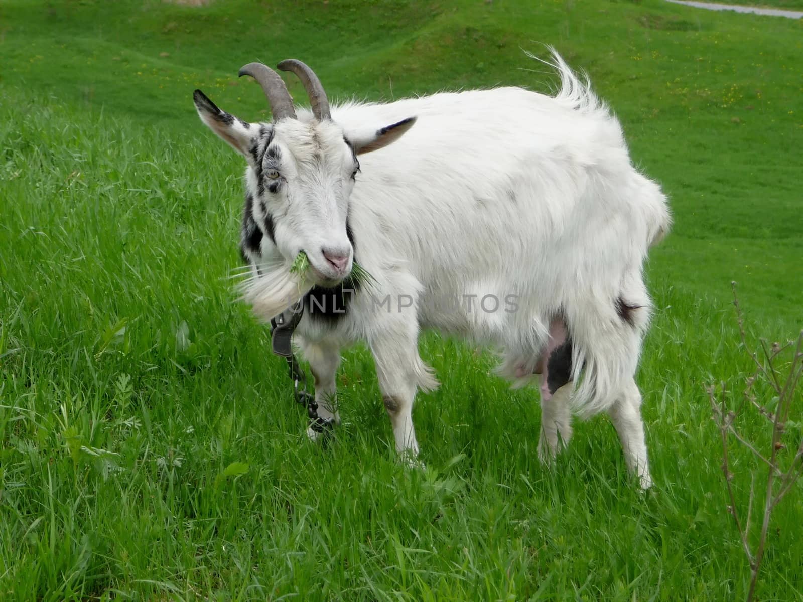 White goat on grass by tomatto