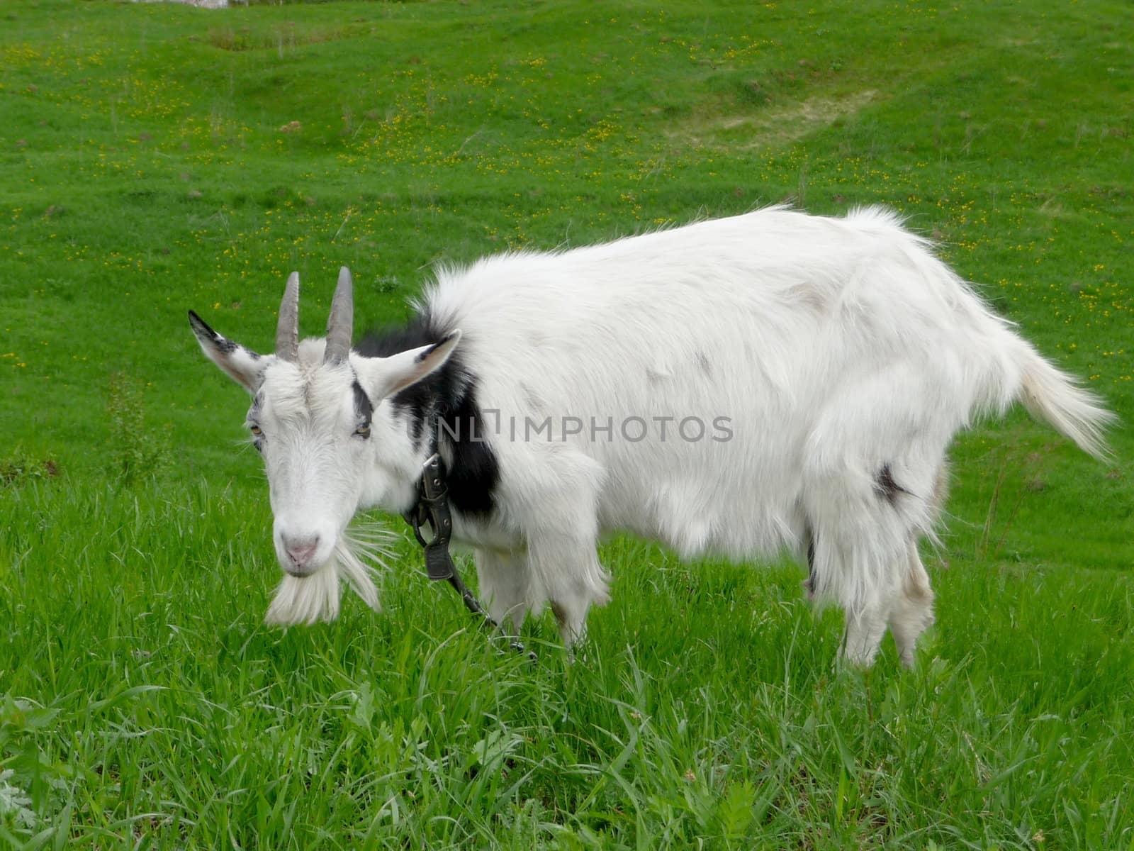 White goat on a background of green field