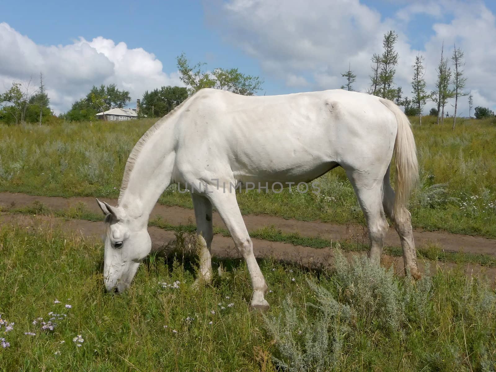 White horse in field by tomatto