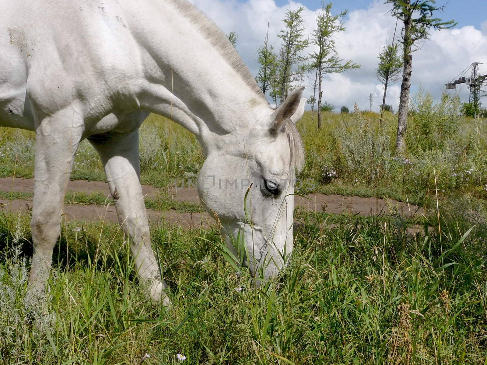 White horse on field eats grass in rural place