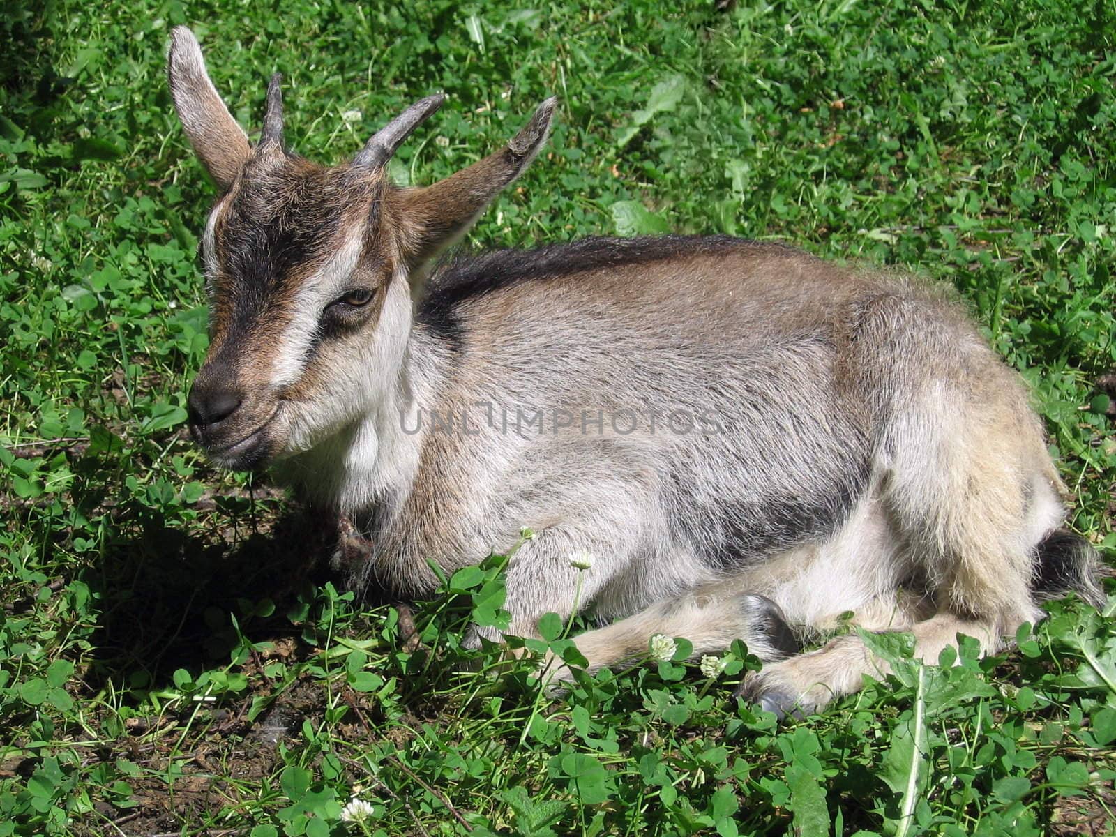 Young goat on a background of green grass