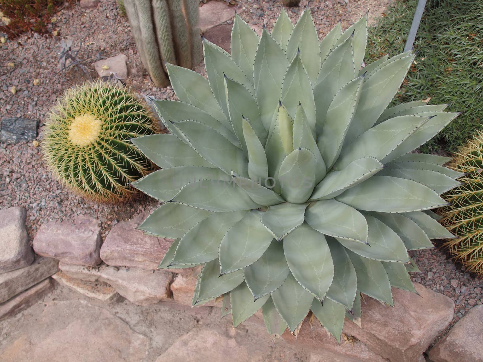 full grown agave cactus on a garden