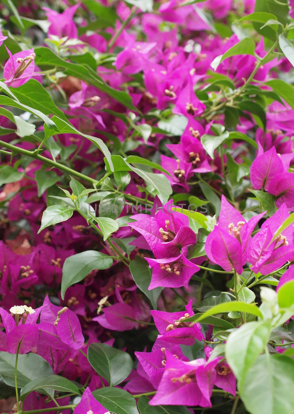 bougainvillea flowers by Ric510