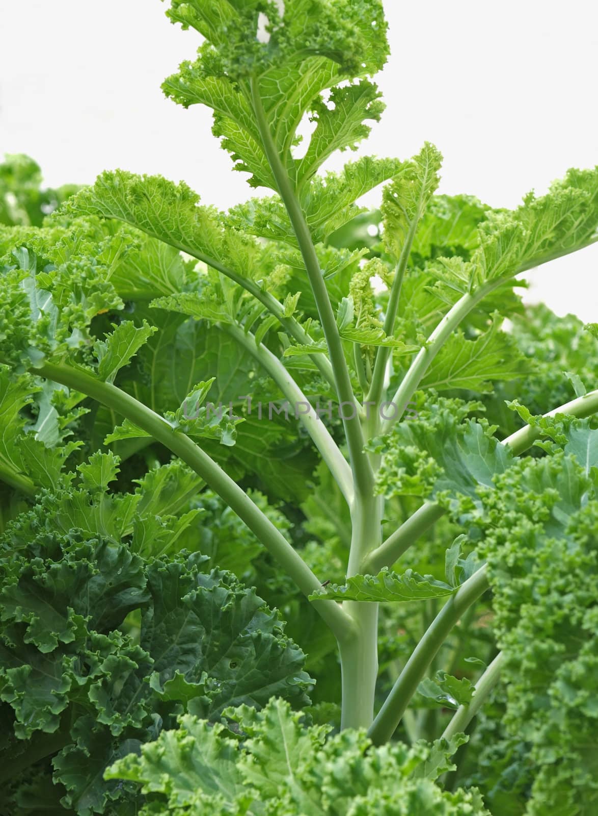fresh and green kale plant
