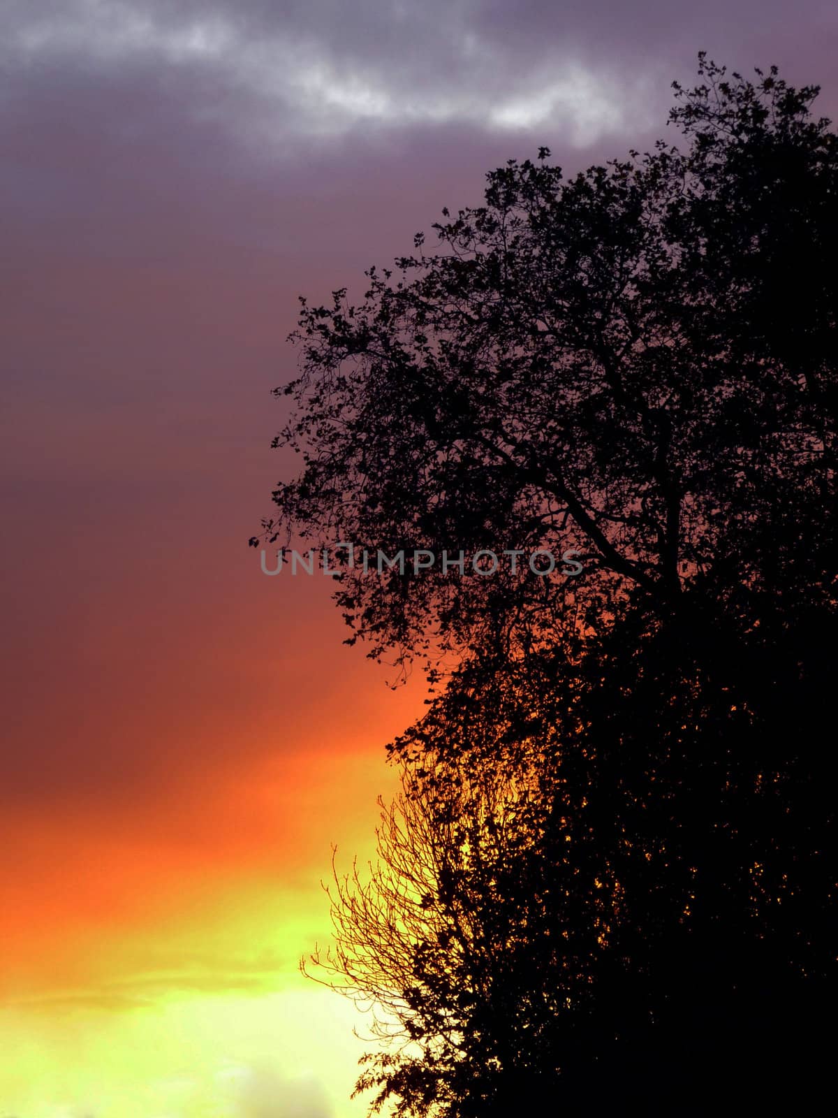 Silhouette of trees against a sunset sky.
