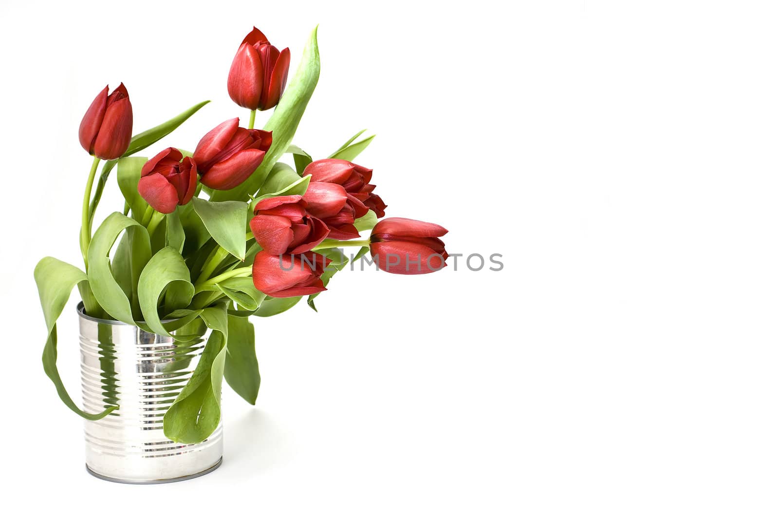 red tulips by miradrozdowski