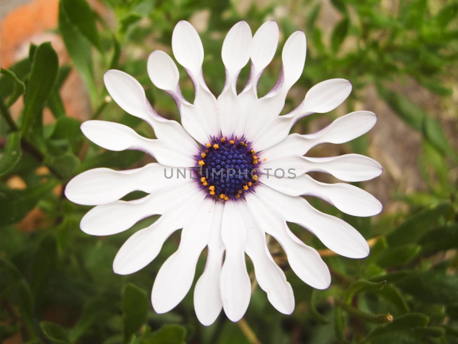 White Flower by emattil