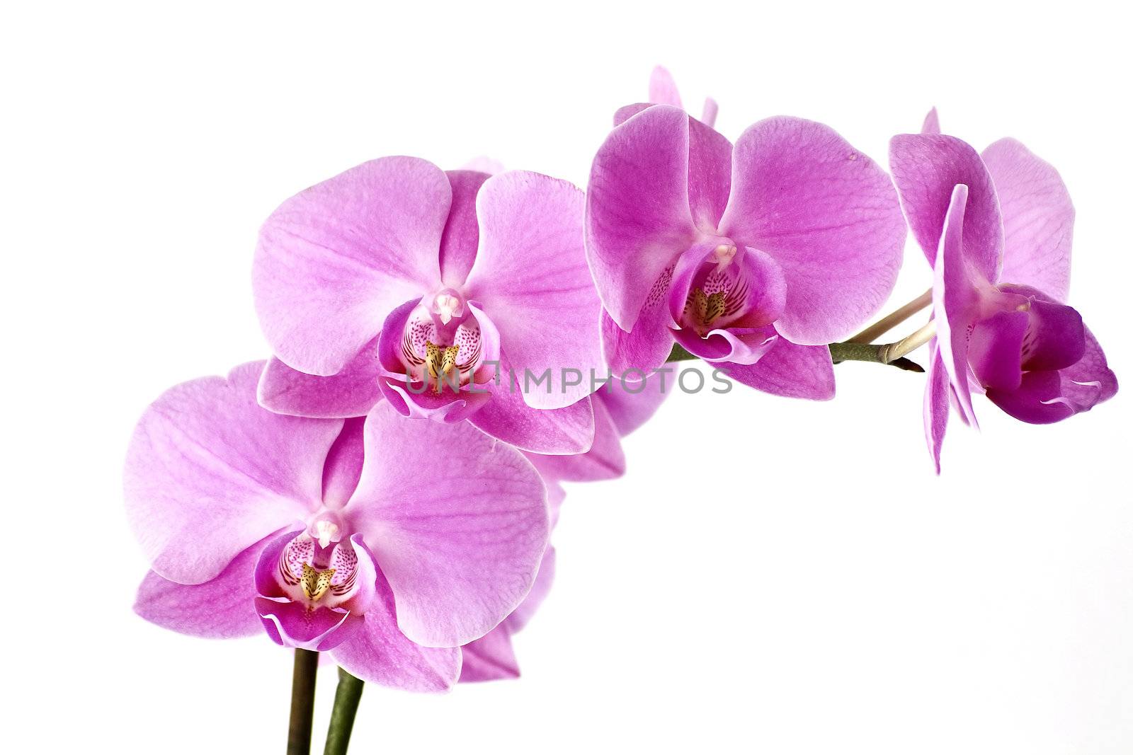 Orchid isolated on a white background