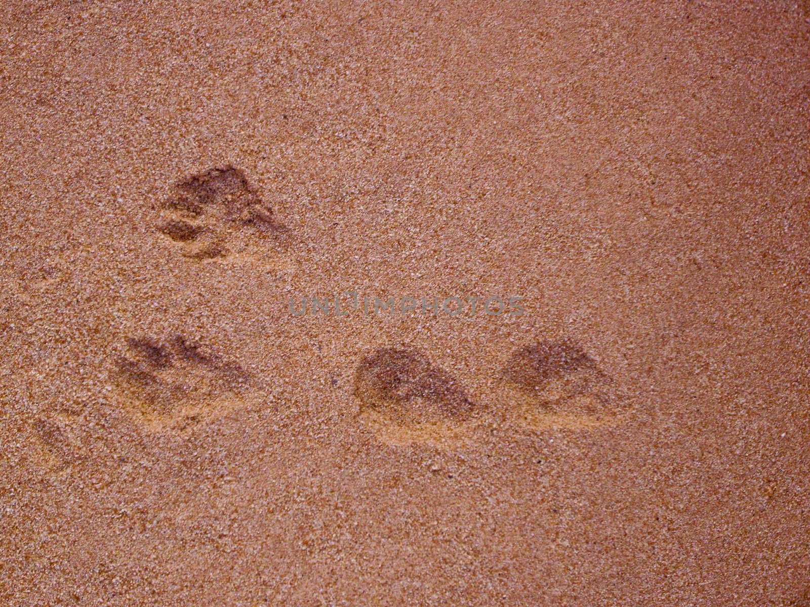 Animal leaves tracks in sand