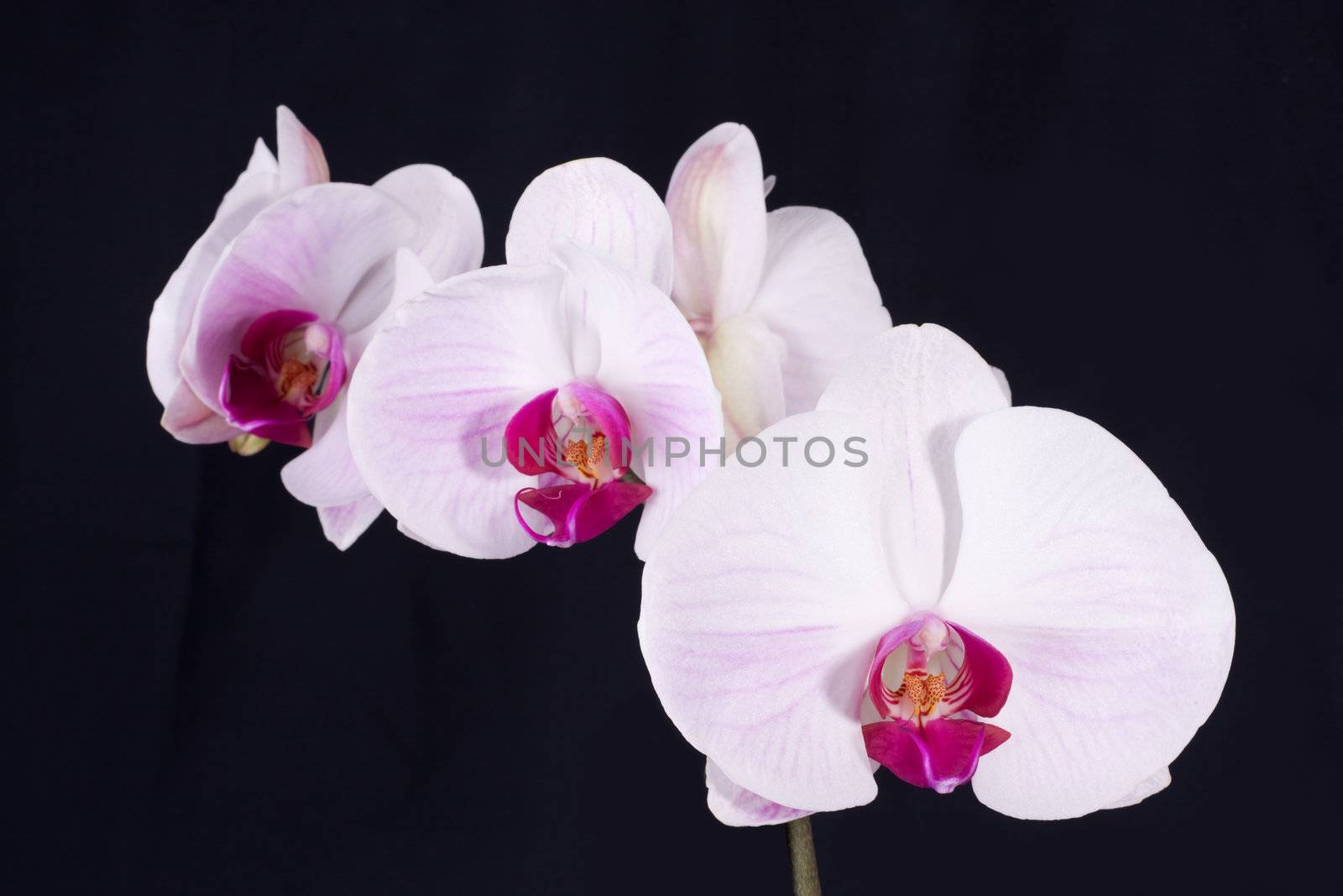 Orchid isolated on Black