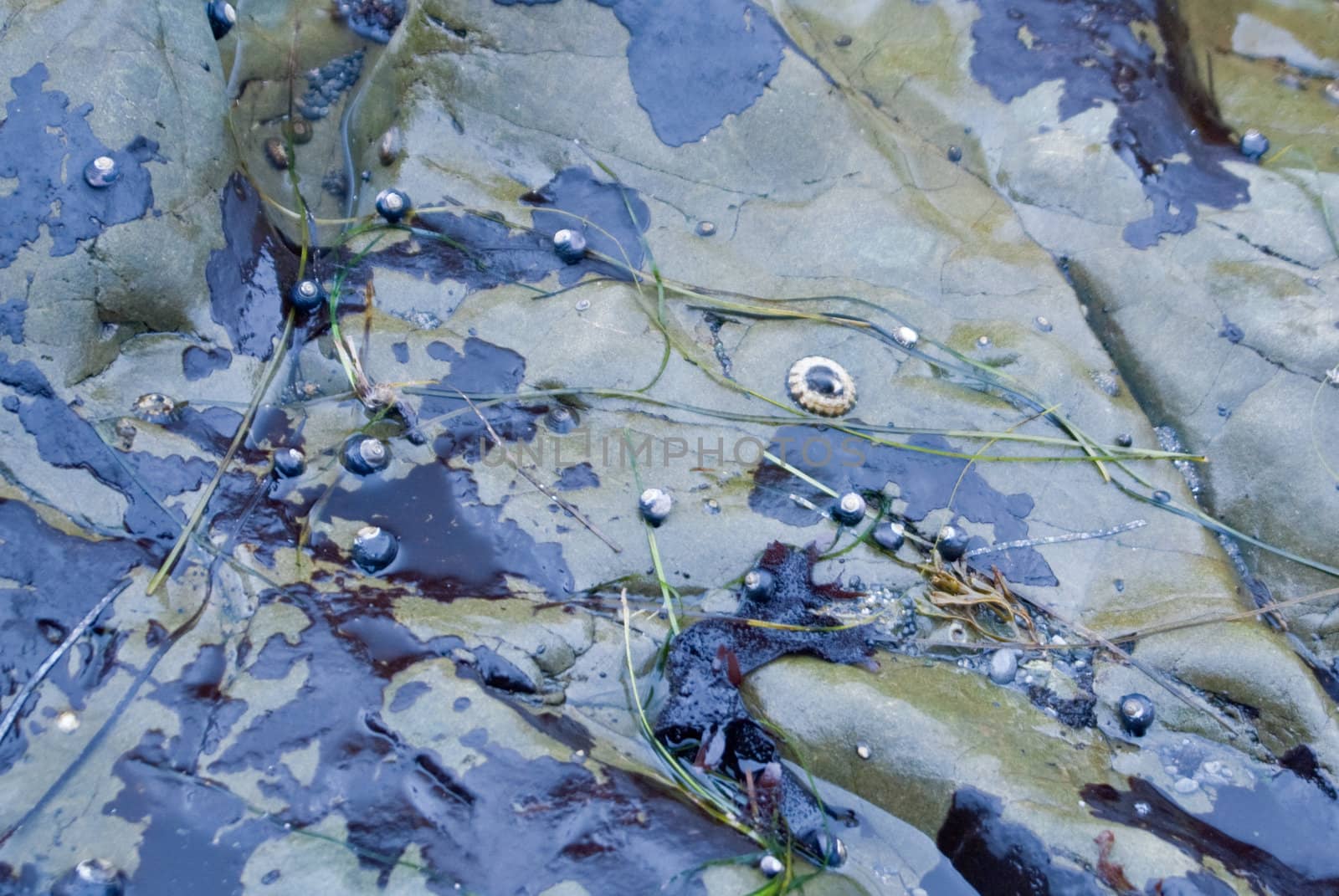 Coastal rocks with seaweed and shells