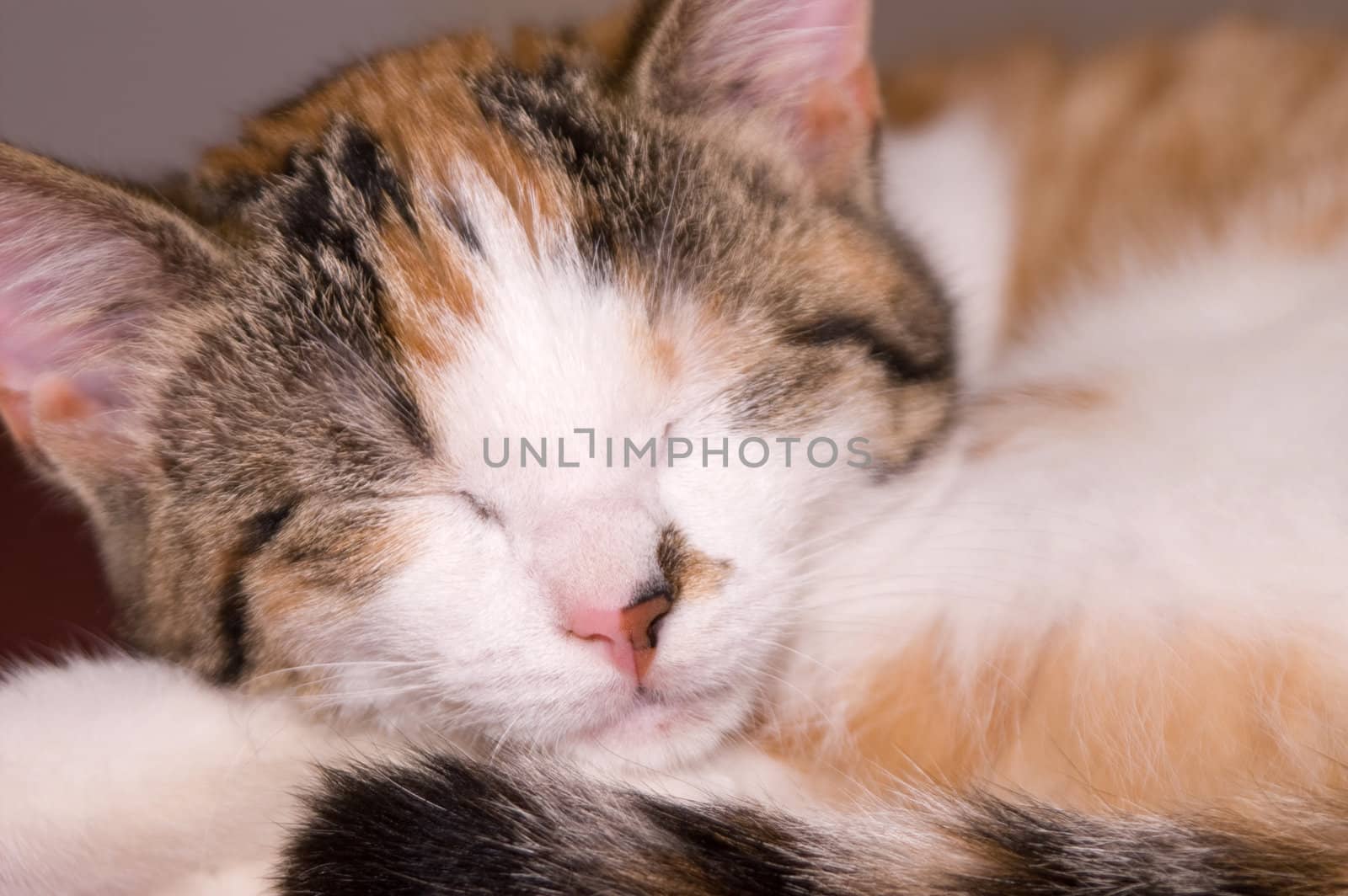 cute tricolor  white red black little kitten sleeping 
