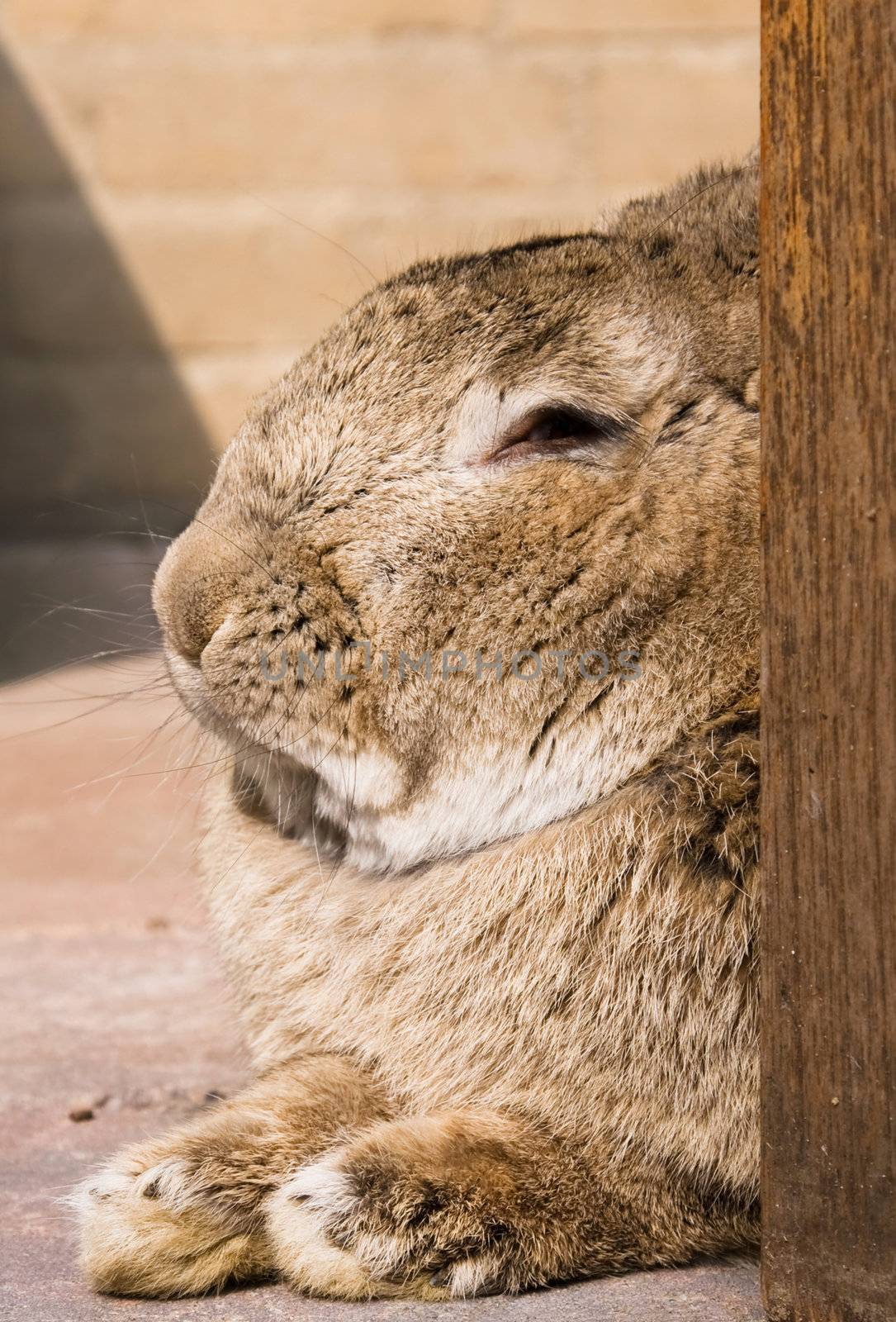 close up of a rabbit in resting mode
