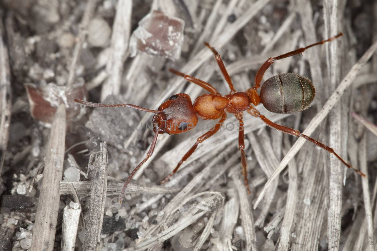 Wood red big ant close up against garbage