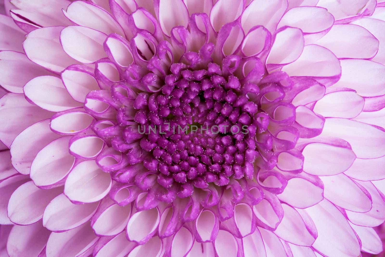 Close up - the center of a violet flower