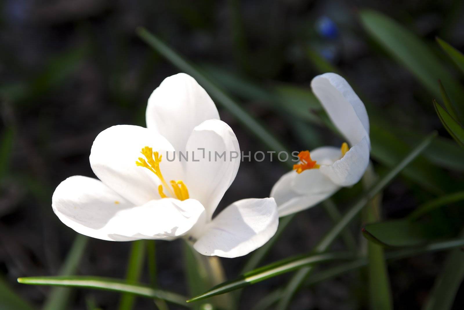 Closeup of white crocus flower with green background