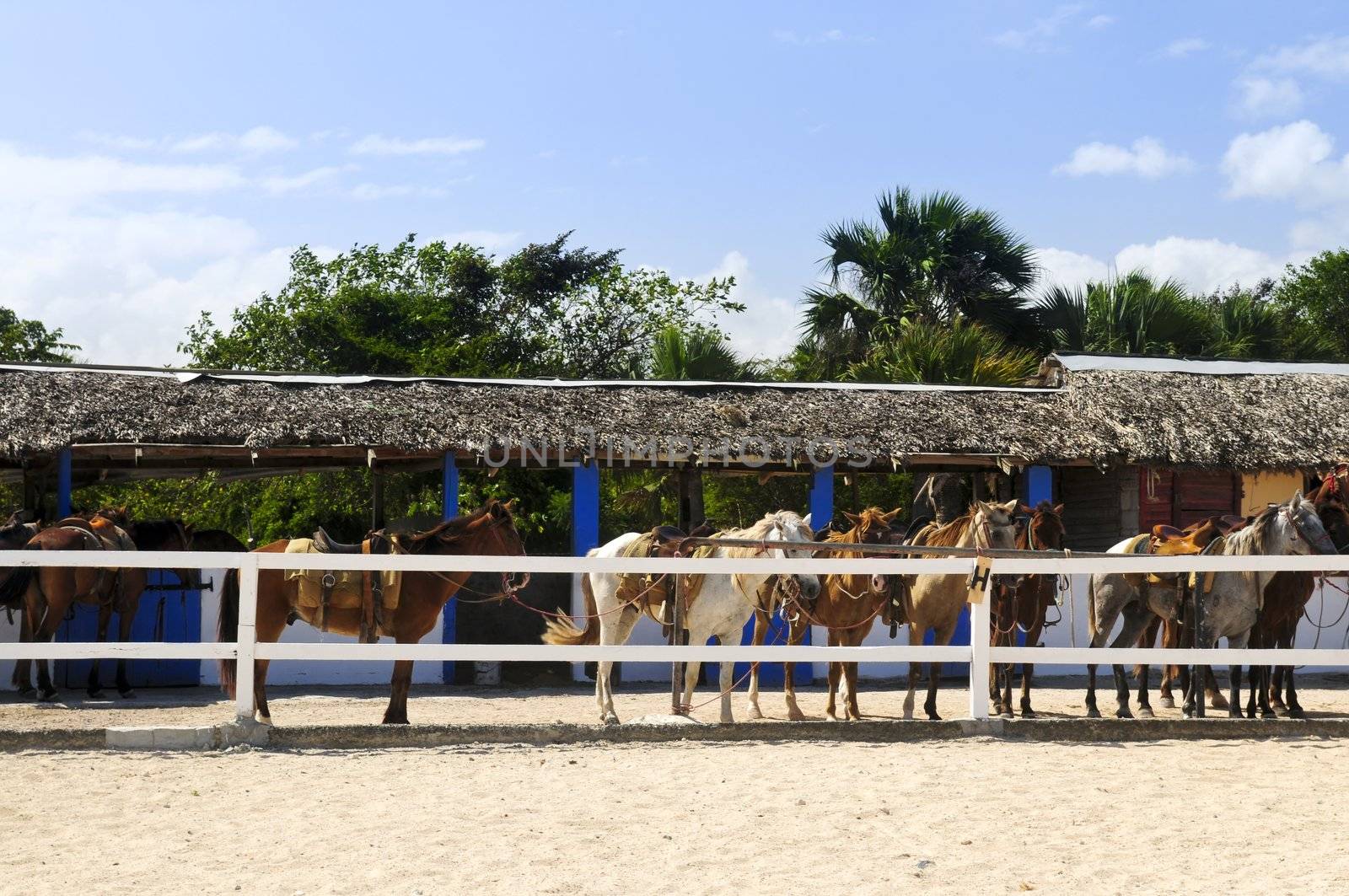 Horses ready to be ridden at stable