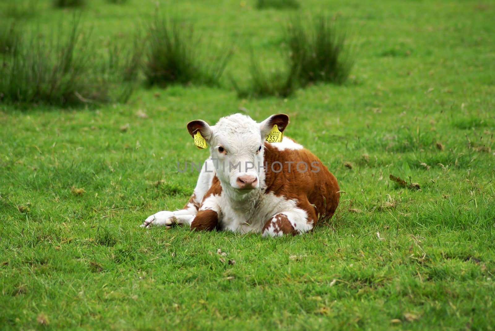 Hereford calf in a meadow. by SasPartout