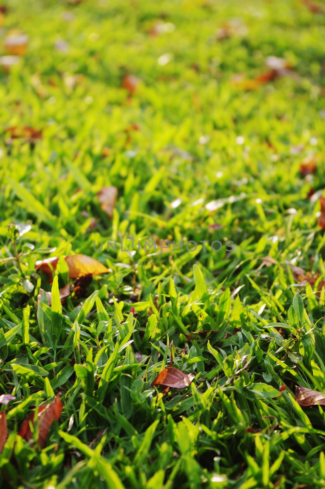 green grass background with sunlight shinning through.