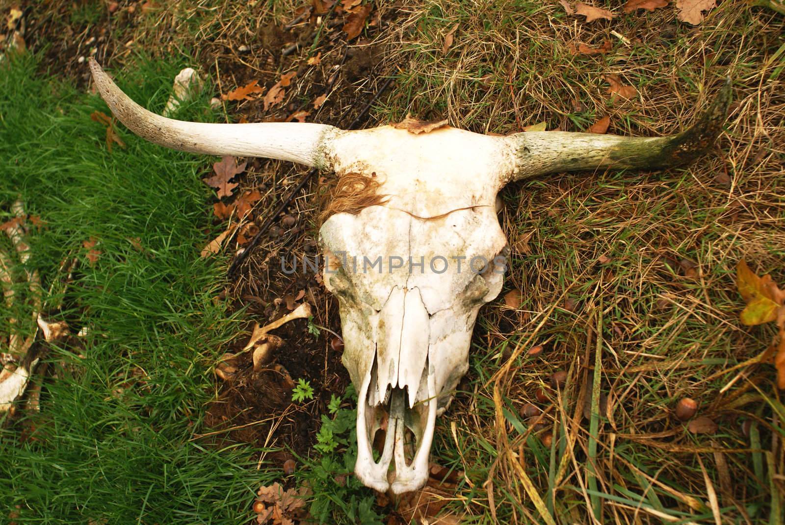 Cow's skull. by SasPartout