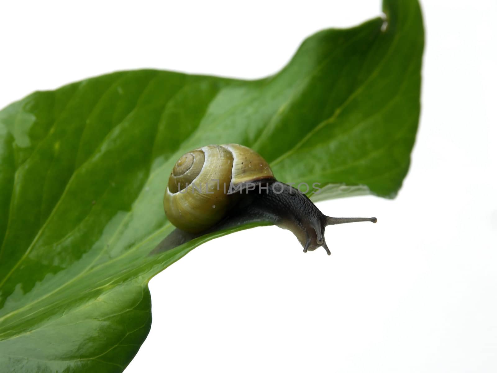 Snail is looking over the edge of a leaf, isolated on white.