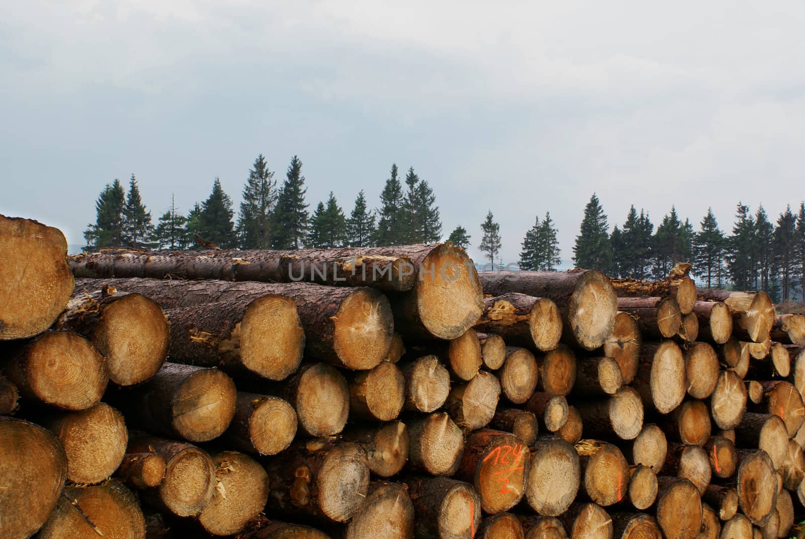 Chopped wood with same trees in background.