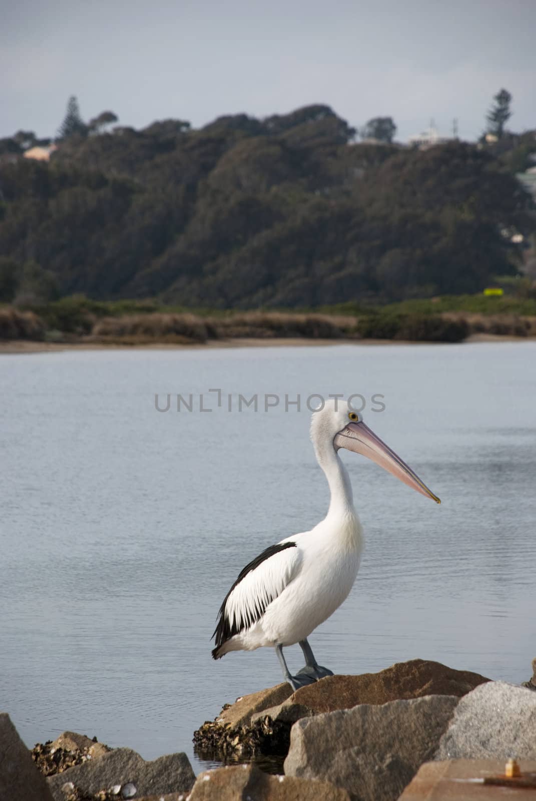 Pelican standing on rocks, Narooma, NSW, Australia