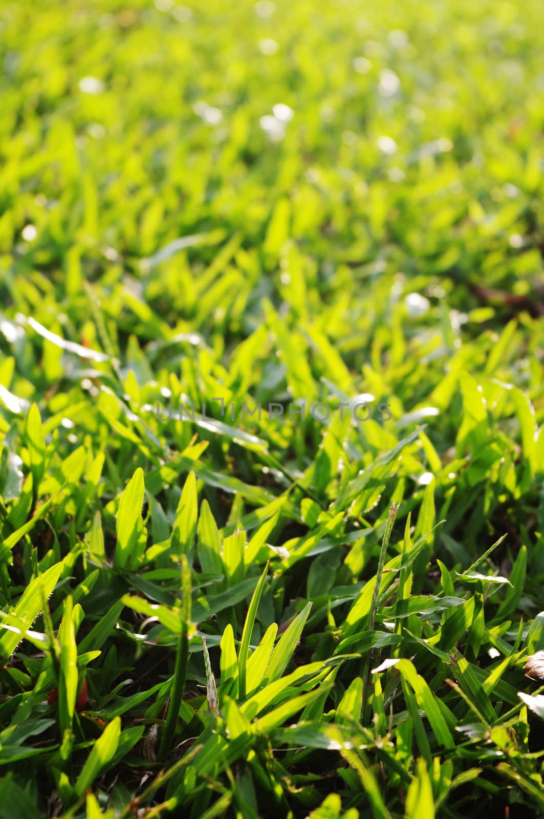 green grass background with sunlight shining through.