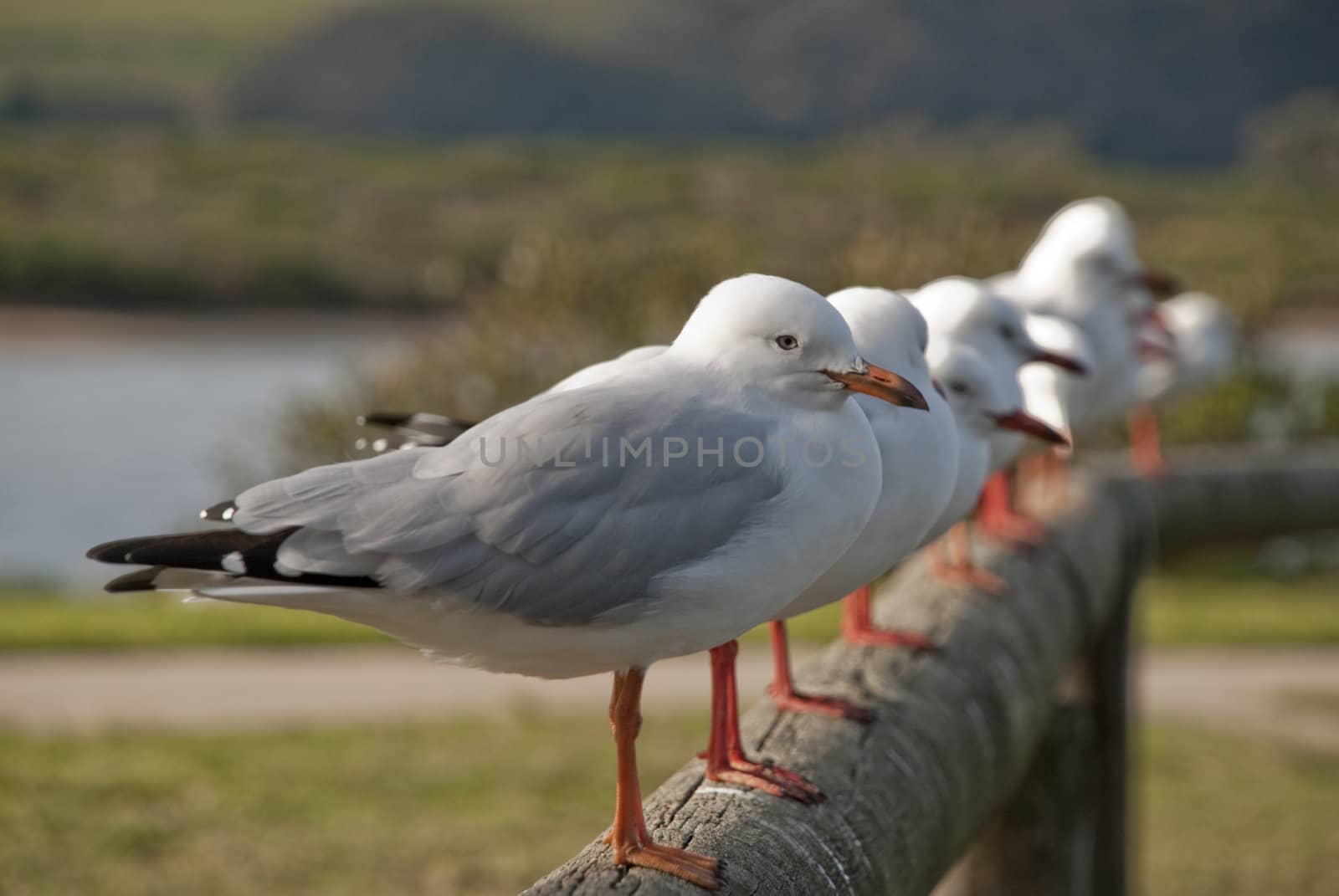 seagulls sitting in a line on a fence