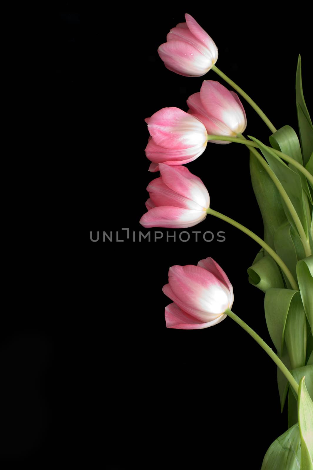 Lots of pink tulips by dolnikow