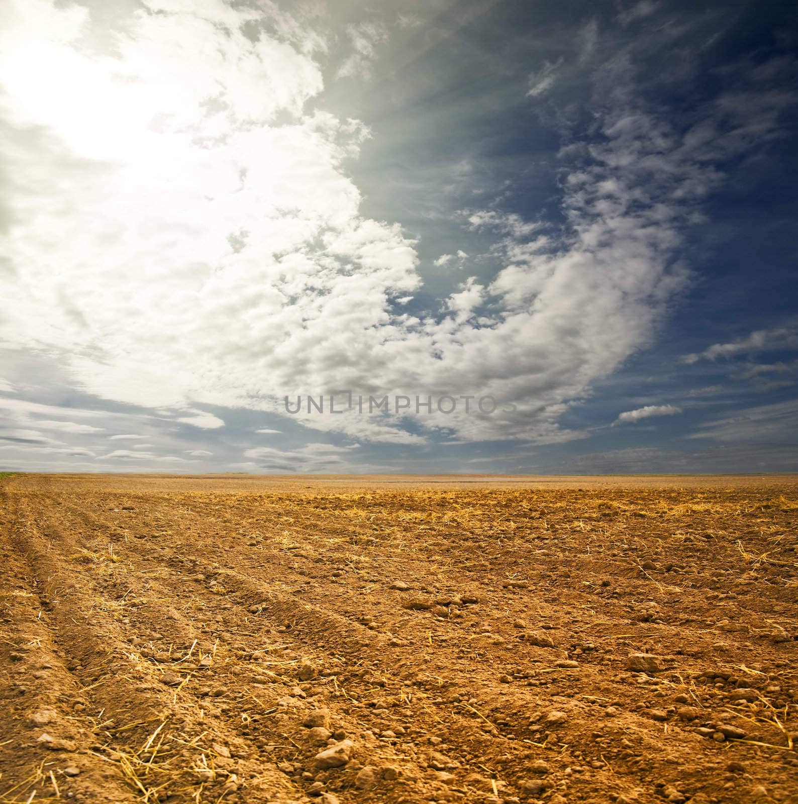 potato field on a sunset under blue sky landscape